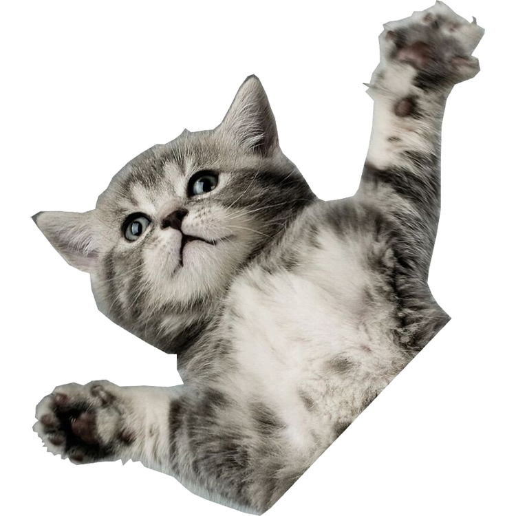 One Cat Png Hdpng.com 750 - One Cat, Transparent background PNG HD thumbnail