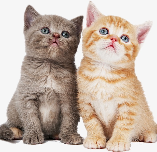 One Pair Of Cats, Lovers, Animal Png Image And Clipart - One Cat, Transparent background PNG HD thumbnail