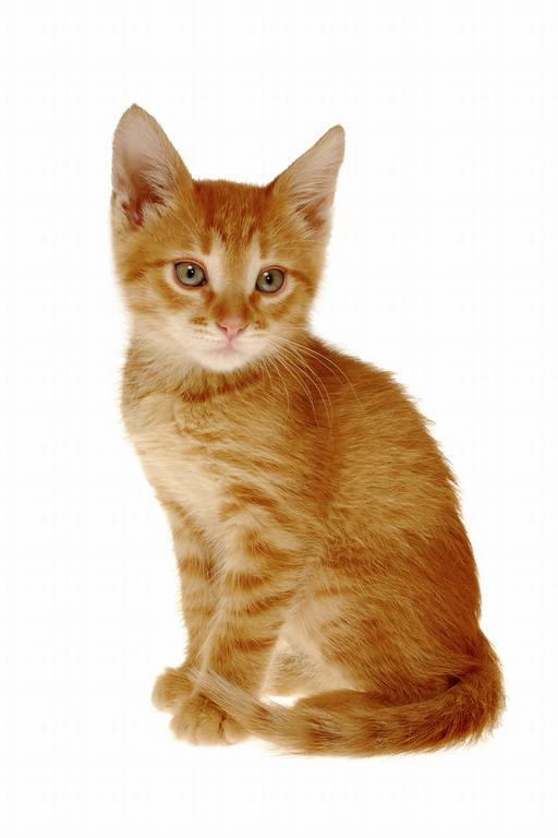 The Strange Orange Cat. One Day A Strange Orange Cat Came To The Catville. The Other Cats Walked Over To Him And Said, U201Cboy, Thatu0027S S. - One Cat, Transparent background PNG HD thumbnail