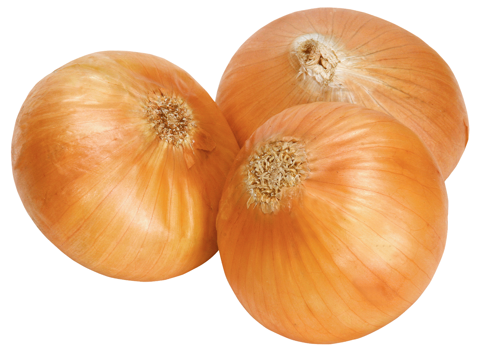 Onion Png Image, Free Download Picture   Onion Png - Onion, Transparent background PNG HD thumbnail