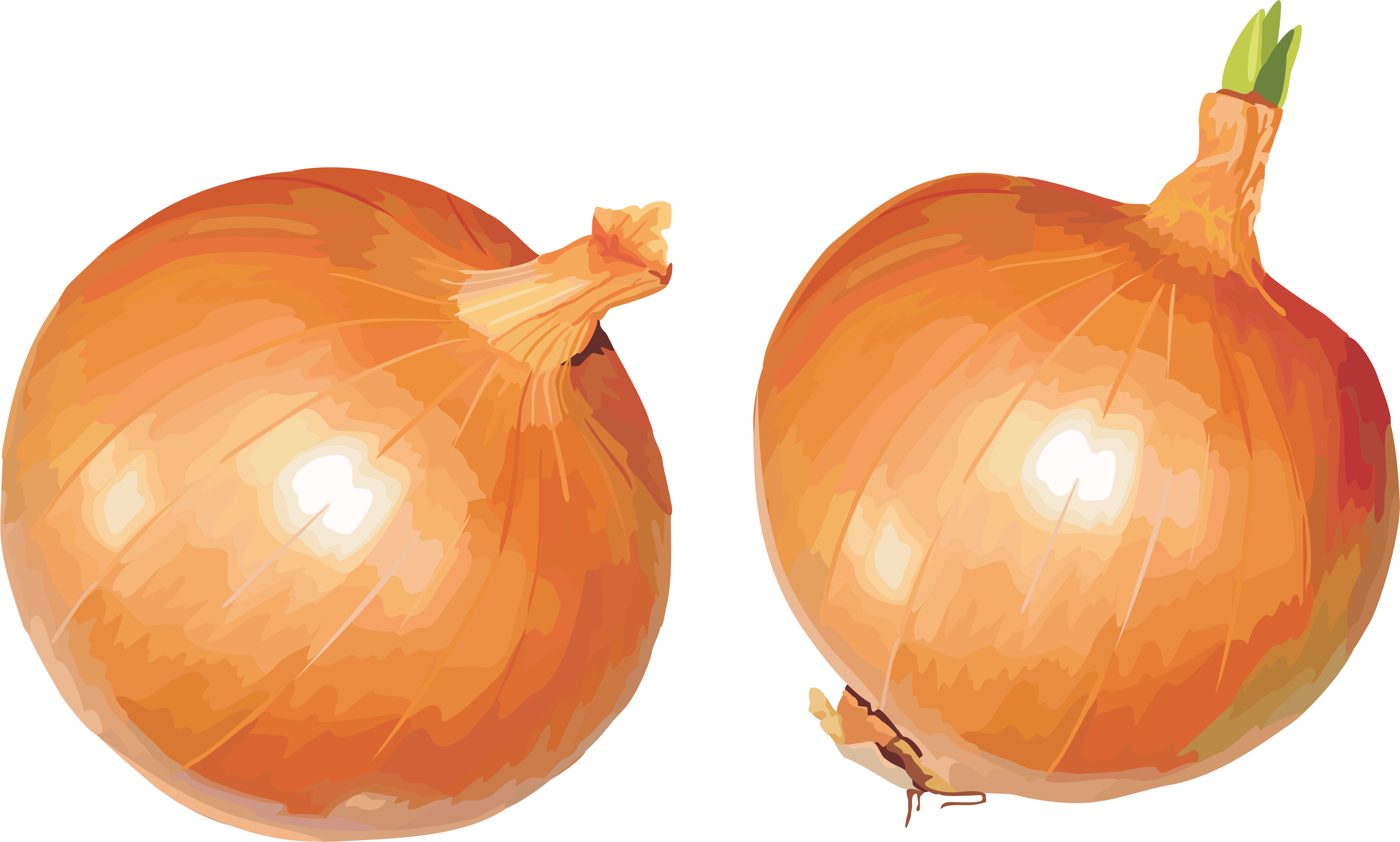 Onion Png Image - Onion, Transparent background PNG HD thumbnail