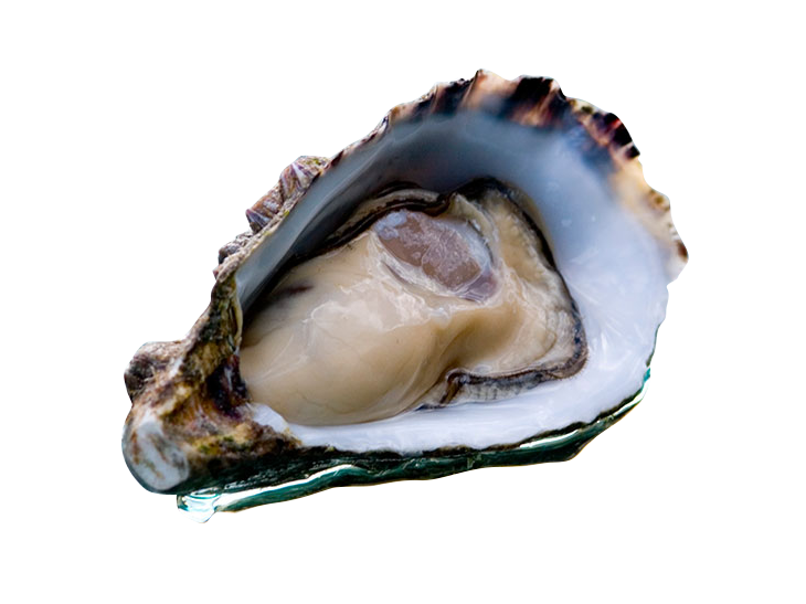 Open Oyster Png - Coffin Bay Oysters, Transparent background PNG HD thumbnail