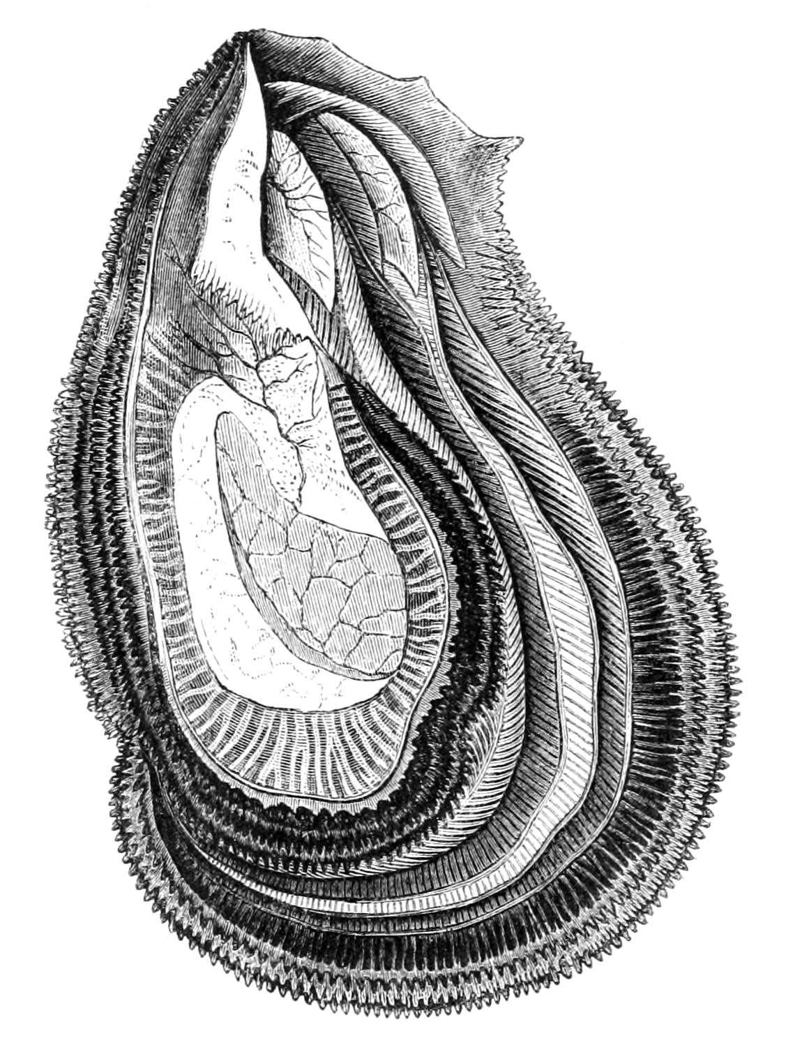 Open Oyster Png - File:natural History   Mollusca   Oyster.png, Transparent background PNG HD thumbnail