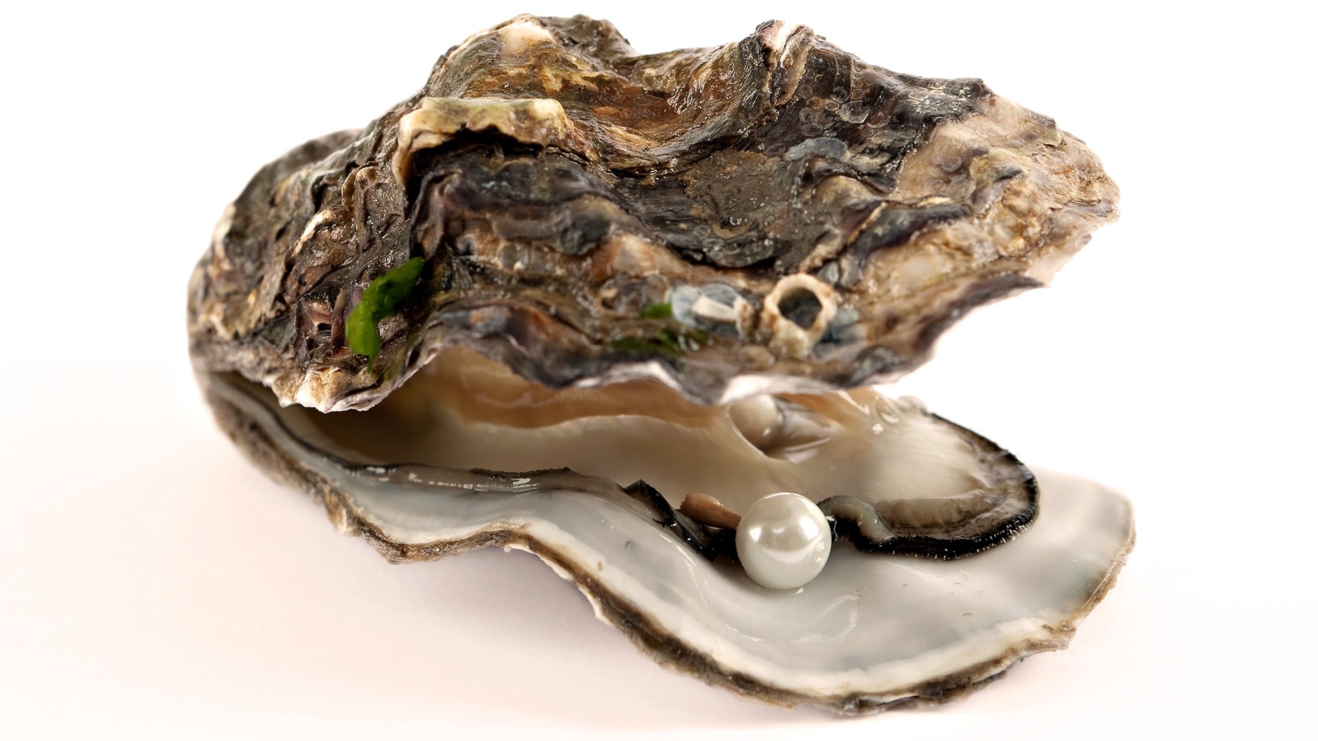 Oyster Bar U0026 Seafood Grill - Open Oyster, Transparent background PNG HD thumbnail