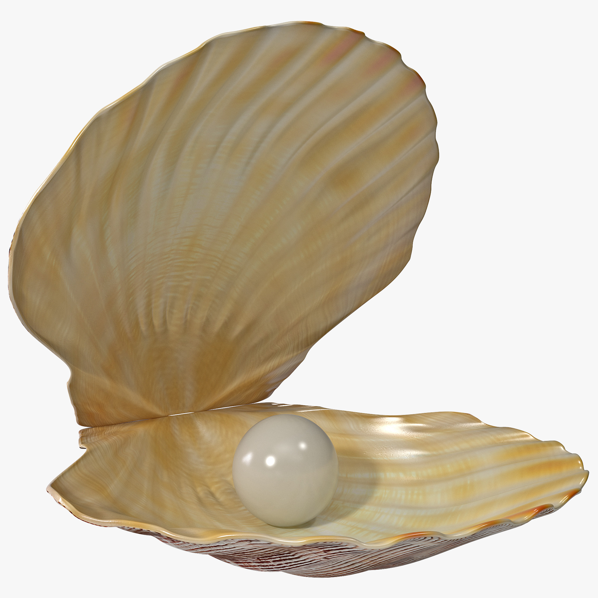 Open Seashell Pearl Part Coll