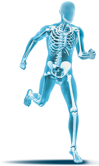 Skeleton - Orthopedics, Transparent background PNG HD thumbnail