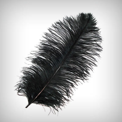 Black Ostrich Feathers - Ostrich Feather, Transparent background PNG HD thumbnail