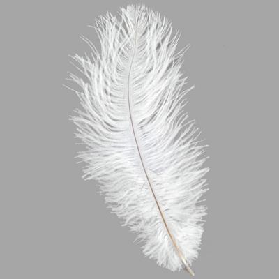 Ostrich Feather - Ostrich Feather, Transparent background PNG HD thumbnail