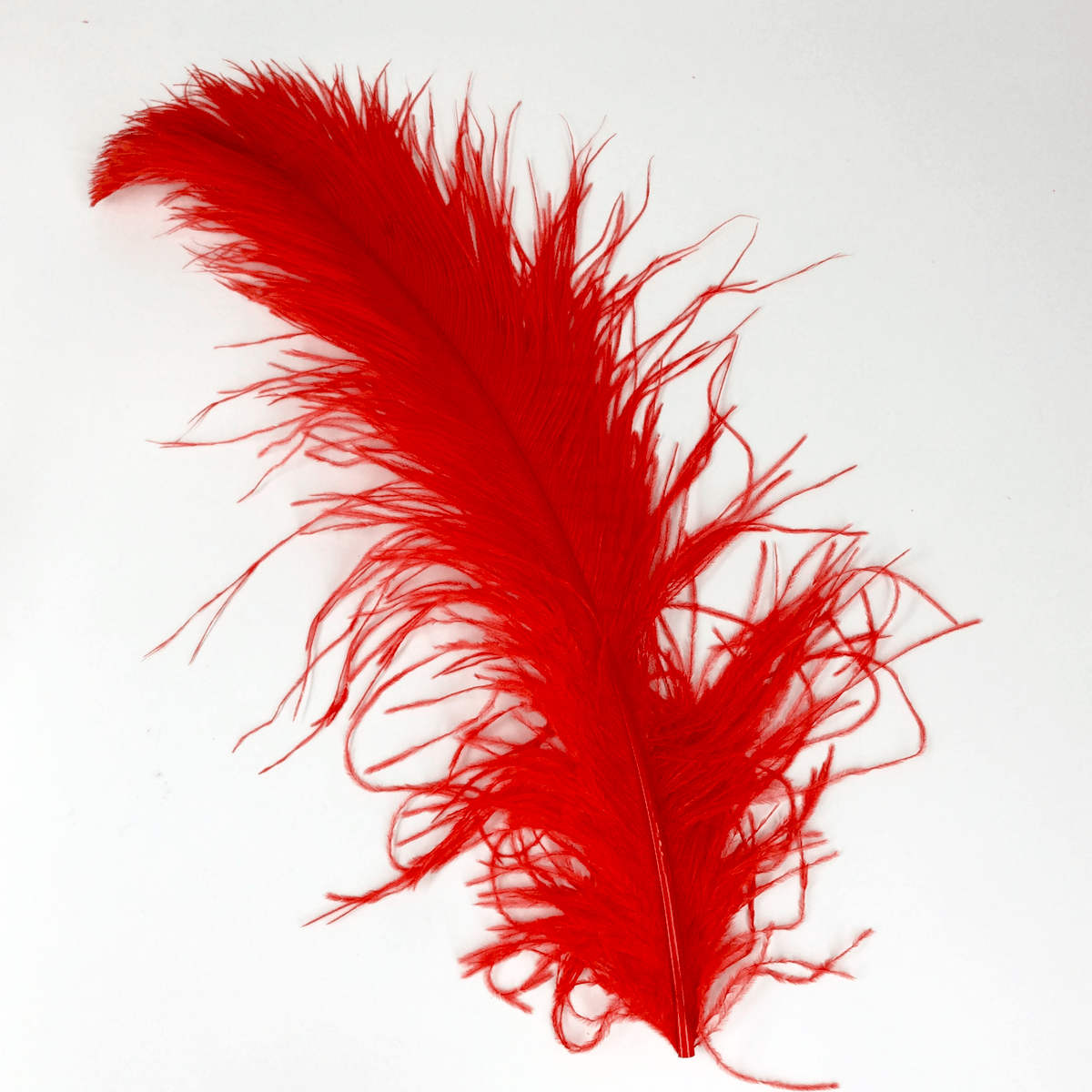 Ostrich Feather Png - Ostrich Feathers Hdpng.com , Transparent background PNG HD thumbnail