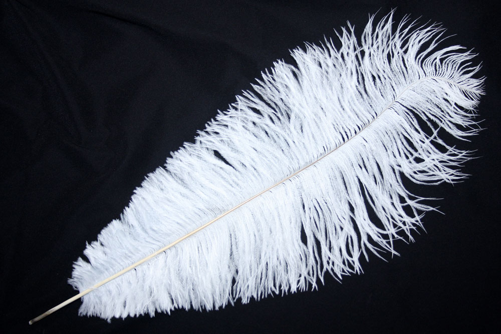 Ostrich Feathers 19 22 Inches Long - Ostrich Feather, Transparent background PNG HD thumbnail
