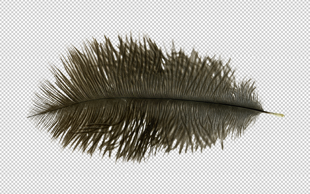 Ostrich Feather Png - Precut Image Ostrich Feather, Transparent background PNG HD thumbnail