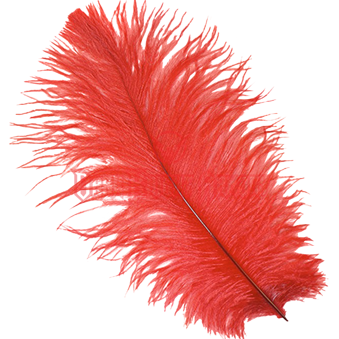 Red Ostrich Feather Plume - Ostrich Feather, Transparent background PNG HD thumbnail