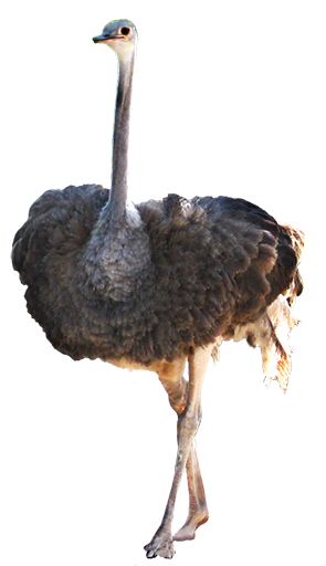 Animal Graphics Peacock · Ostrich Clip Art - Ostrich, Transparent background PNG HD thumbnail