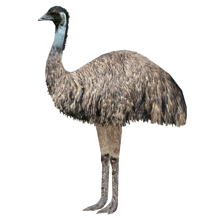 Emu (Ludozoo) | Zt2 Download Library Wiki | Fandom Powered By Wikia - Ostrich, Transparent background PNG HD thumbnail