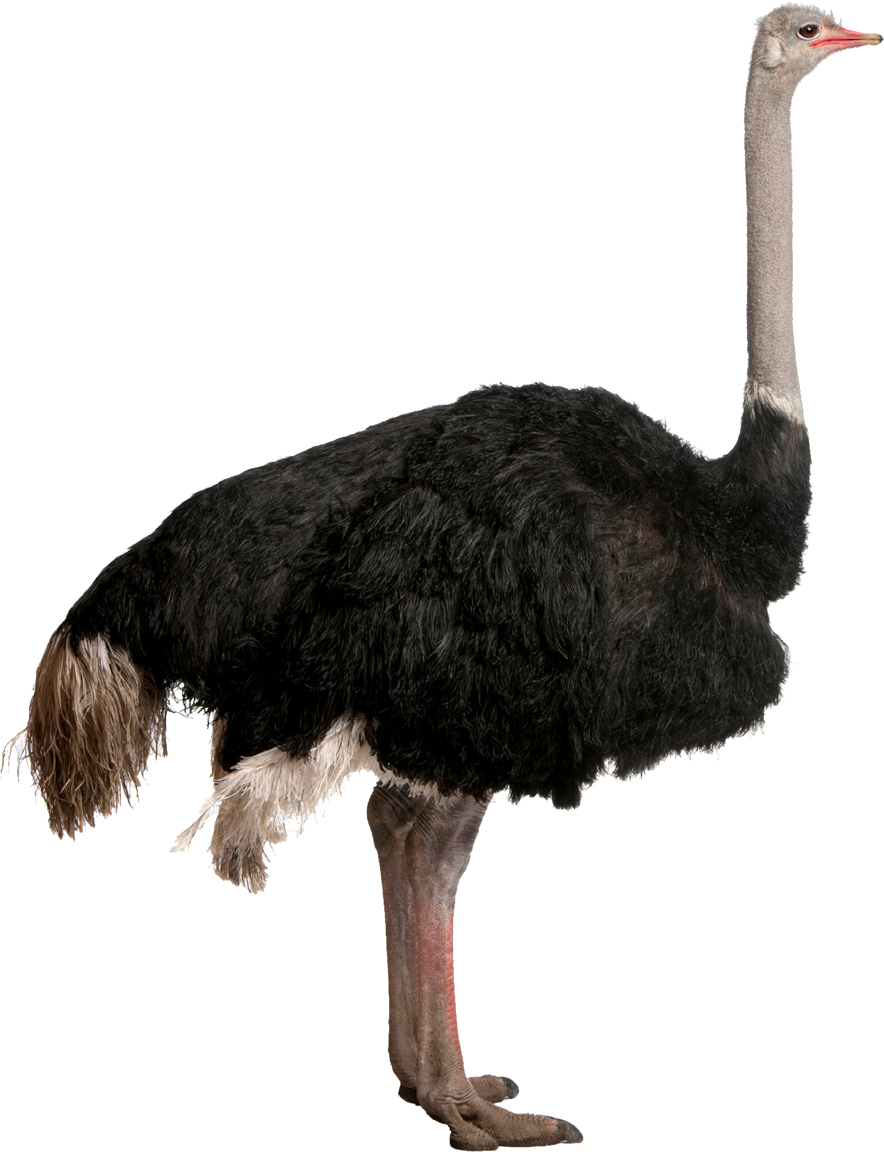 Ostrich · Owl Png - Ostrich, Transparent background PNG HD thumbnail