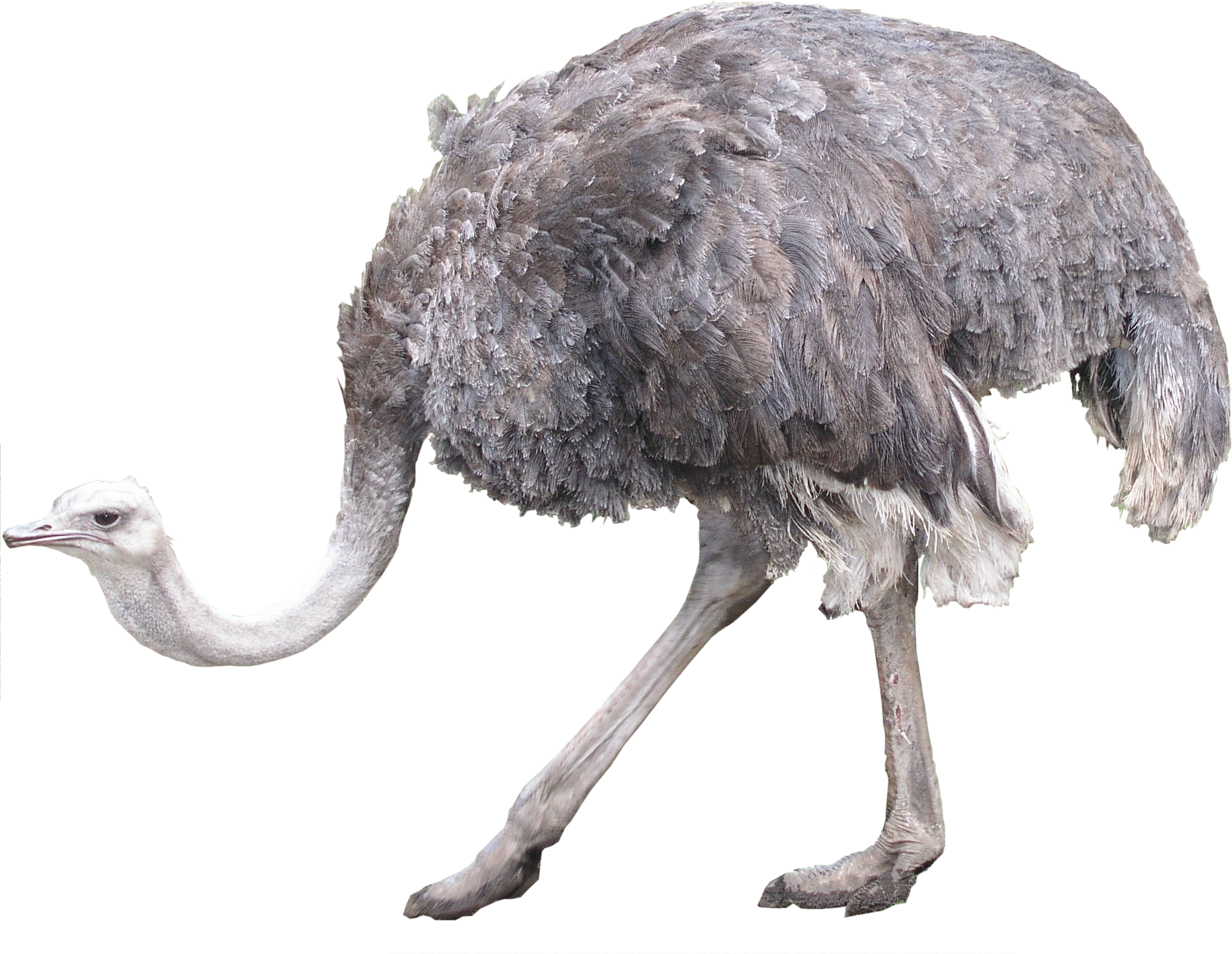 Ostrich Png - Ostrich, Transparent background PNG HD thumbnail