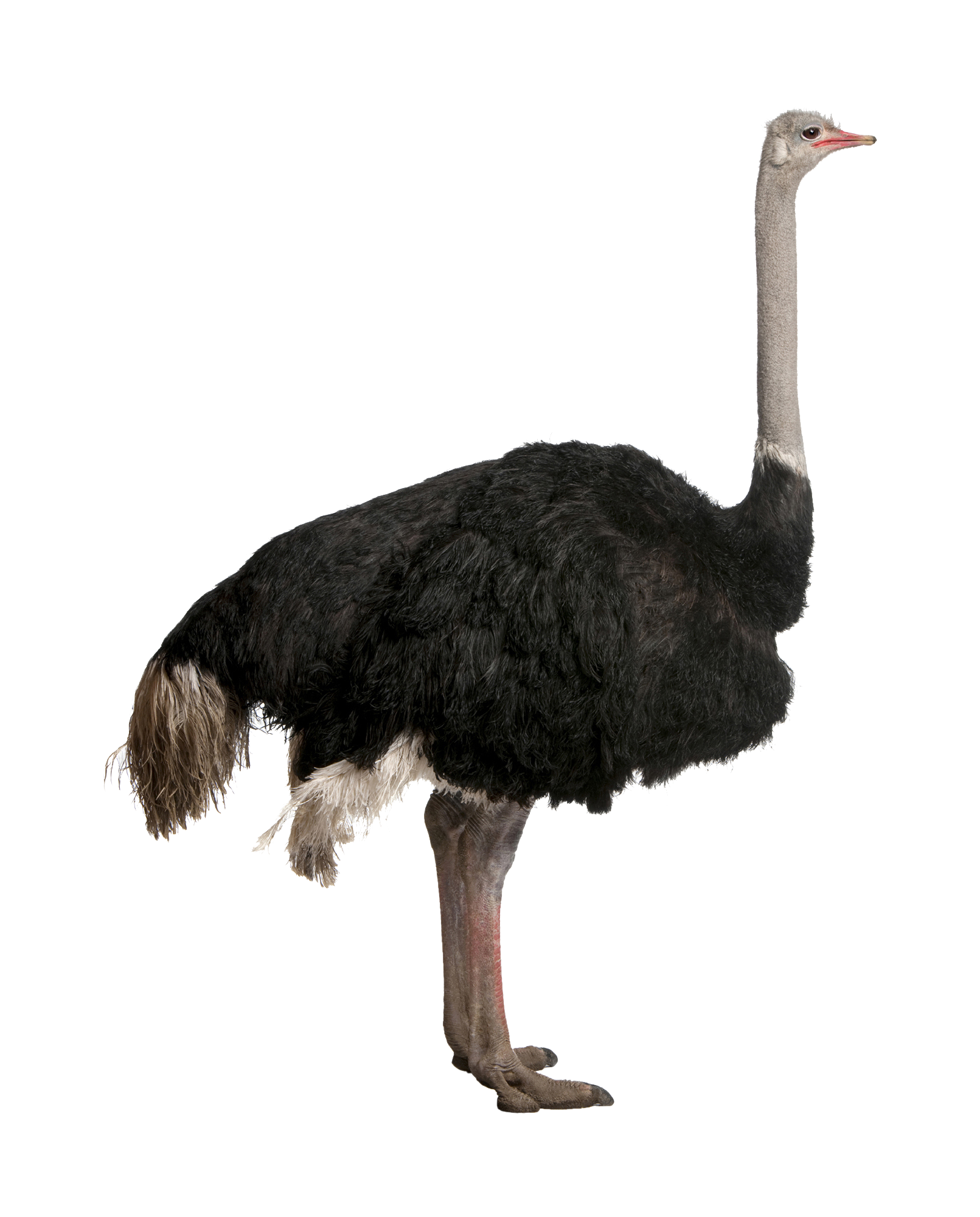 Ostrich Png File · Ostrich Png Hd - Ostrich, Transparent background PNG HD thumbnail