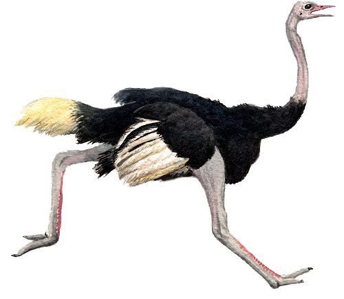 Ostrich Png Pic - Ostrich, Transparent background PNG HD thumbnail