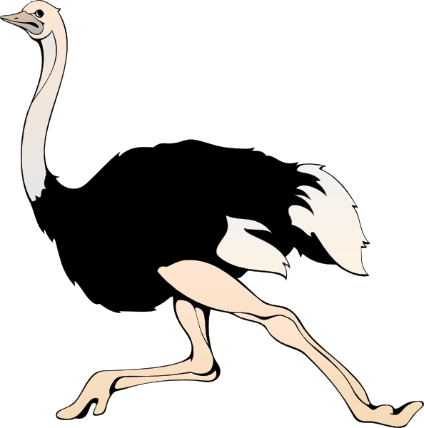 Ostrich Transparent - Ostrich, Transparent background PNG HD thumbnail