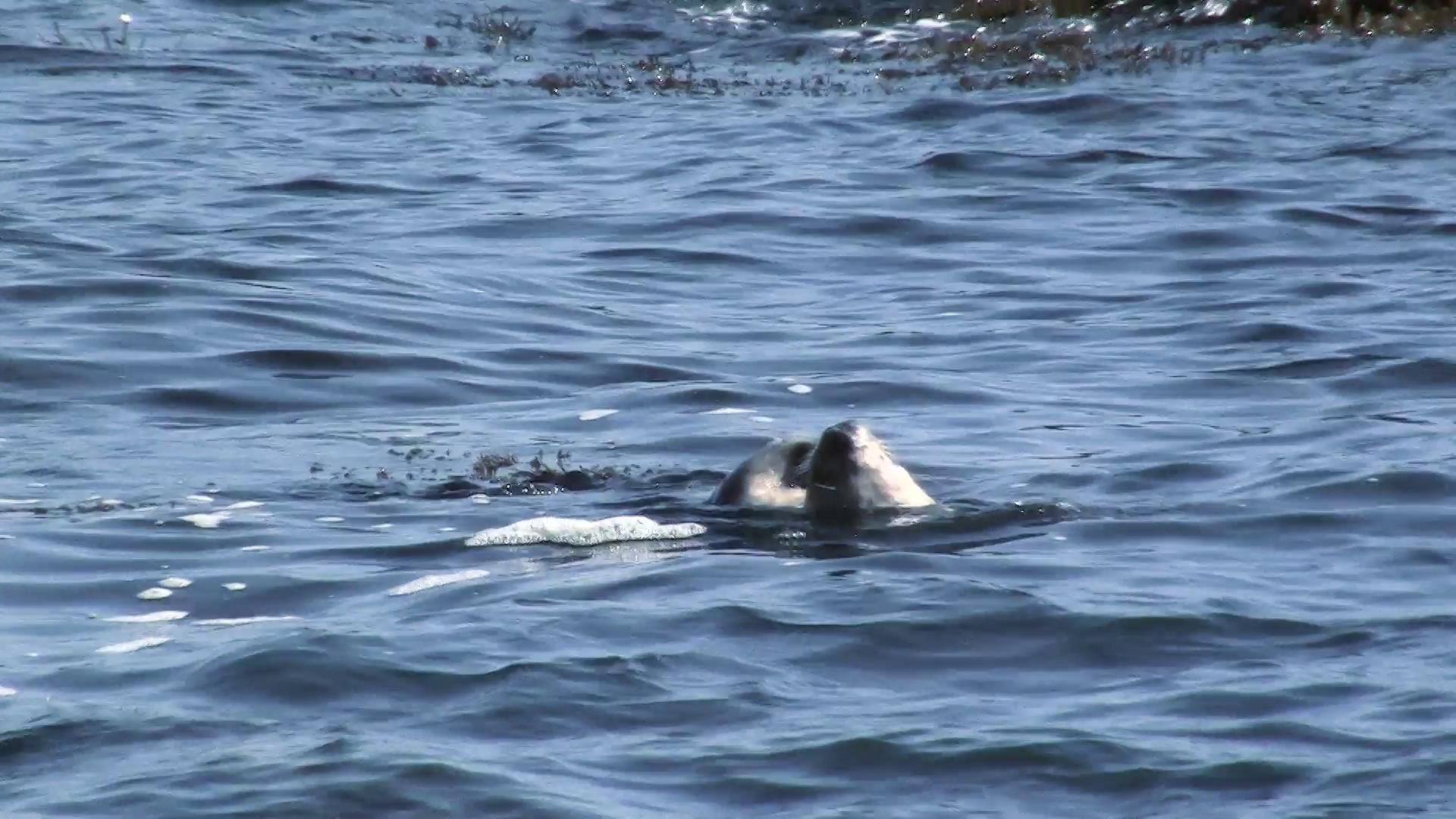 Otter PNG Transparent HD Phot