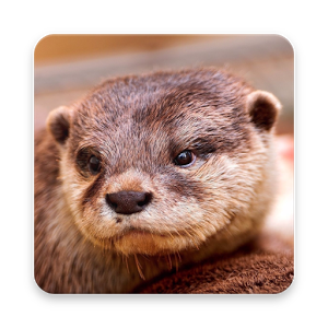 Otter Png Hd Hdpng.com 300 - Otter, Transparent background PNG HD thumbnail