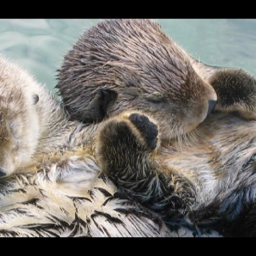 Otter Wallpaper HD- screensho