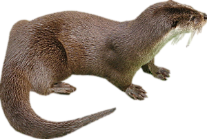 Clock1 · Otter   Png Otter - Otter, Transparent background PNG HD thumbnail