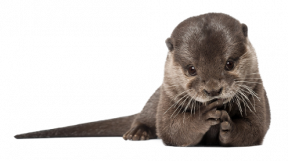clock1 · otter - PNG Otter
