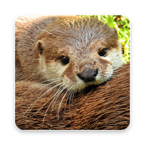 Otter Wallpaper Hd - Otter, Transparent background PNG HD thumbnail