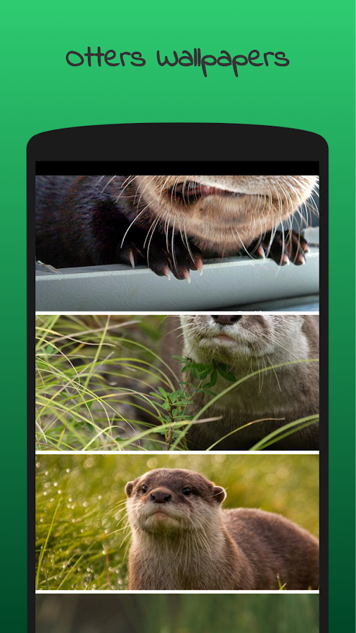 Otter Wallpaper Hd  Screenshot - Otter, Transparent background PNG HD thumbnail