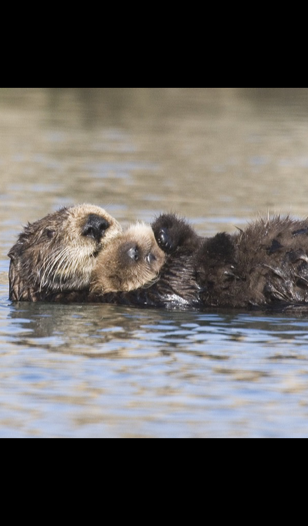 Sea Otter Wallpaper    Hd Wallpapers Of Sea Otters! - Otter, Transparent background PNG HD thumbnail