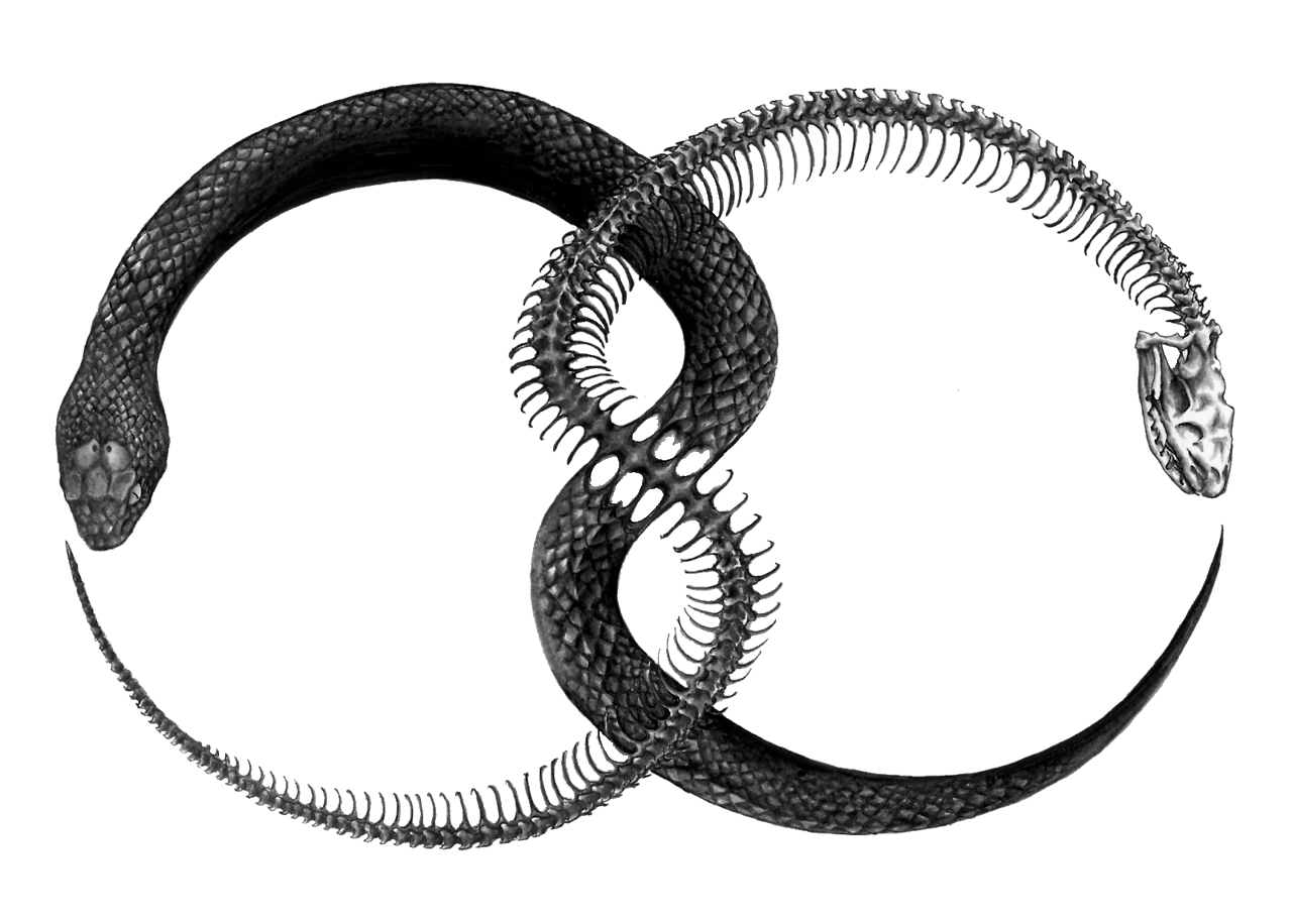Ouroboros Png File Png Image - Ouroboros, Transparent background PNG HD thumbnail