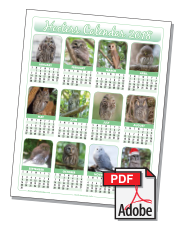 2018 Hooters Owl Calendar   North America (3 Options) - Owl Calendar, Transparent background PNG HD thumbnail