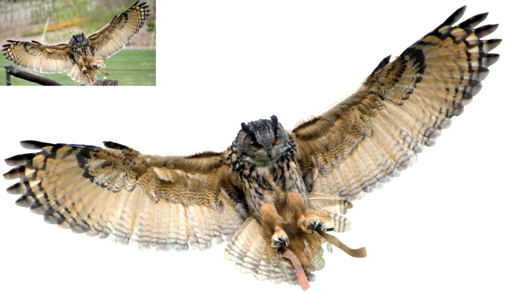 Eagle Owl Png By Lumpi69 Hdpng.com  - Owl, Transparent background PNG HD thumbnail