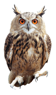 Owl, Eagle Owl, Bird, Bird Of