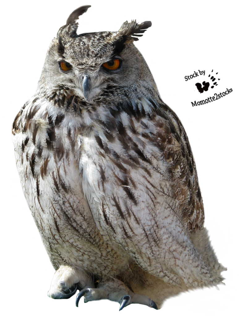 Owl, Bird, Night, Feather, Pr
