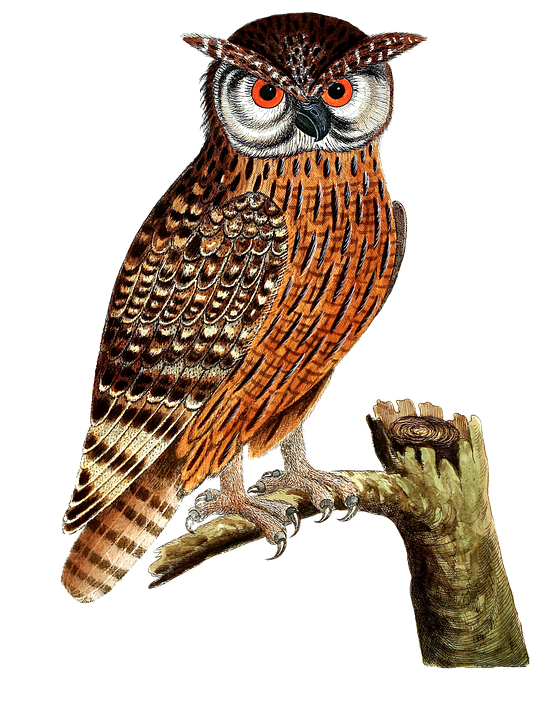 Owl, Eagle Owl, Bird, Bird Of Prey, Isolated, Vintage - Owl, Transparent background PNG HD thumbnail