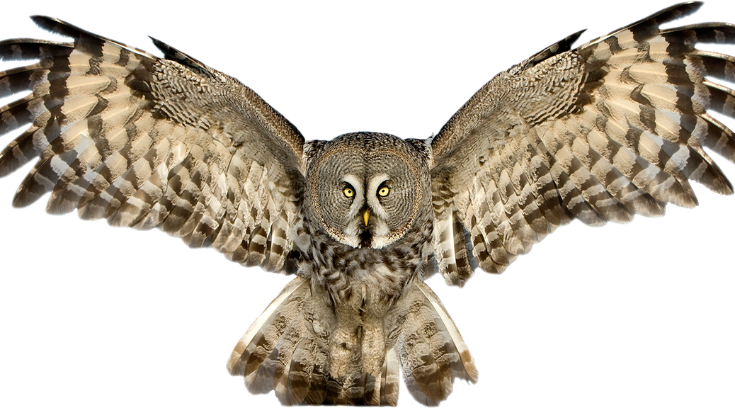 Eagle Owl Png by lumpi69 Plus