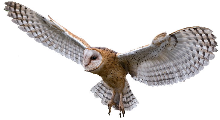 Owl Png Clipart PNG Image