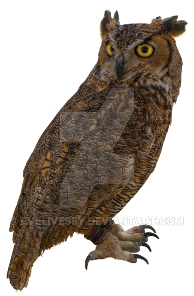 Eagle Owl Png by lumpi69 Plus