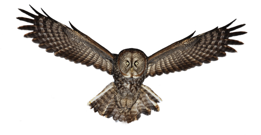 Owl Png By Lg Design Hdpng.com  - Owl, Transparent background PNG HD thumbnail