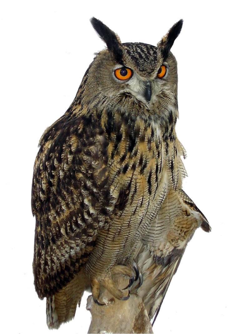 Owl PNG by EveLivesey PlusPng