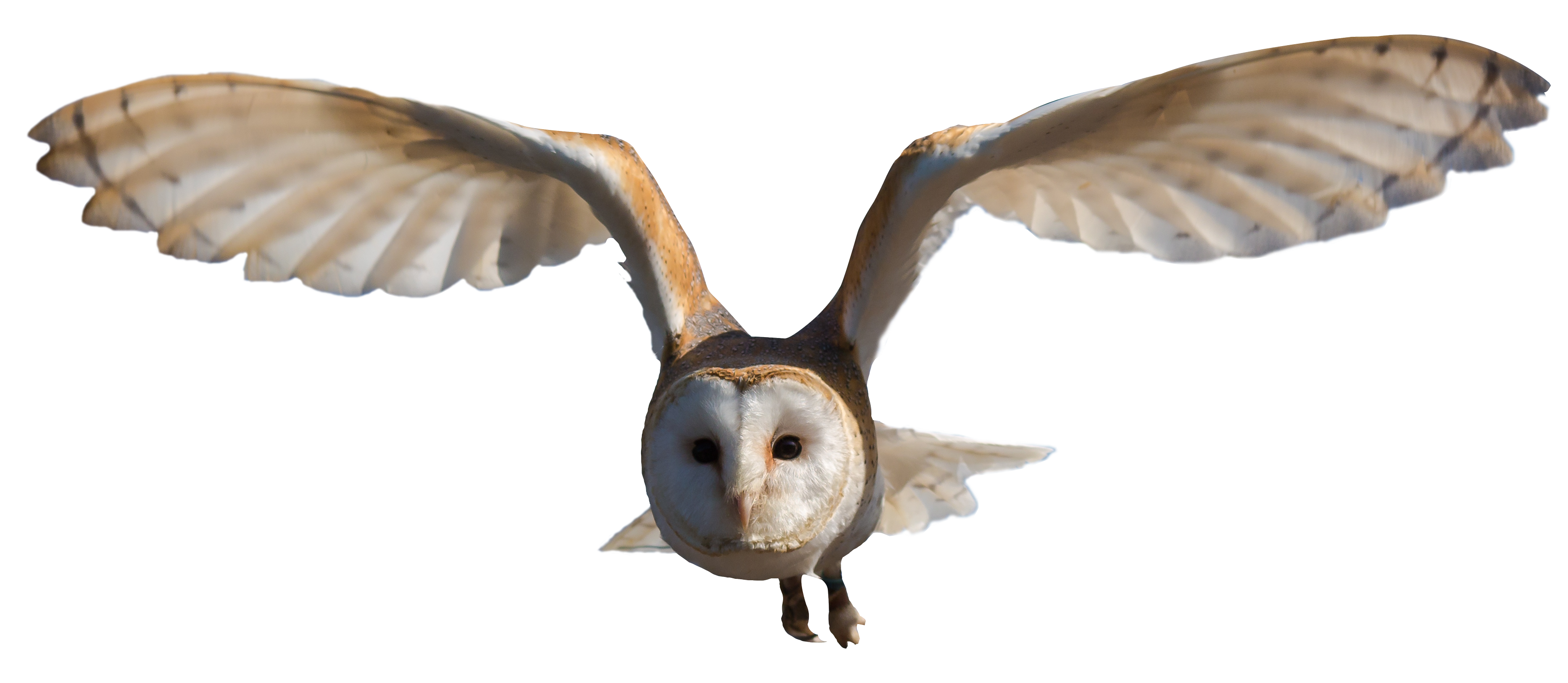 Barn Owl Png Transparent Image - Owl, Transparent background PNG HD thumbnail