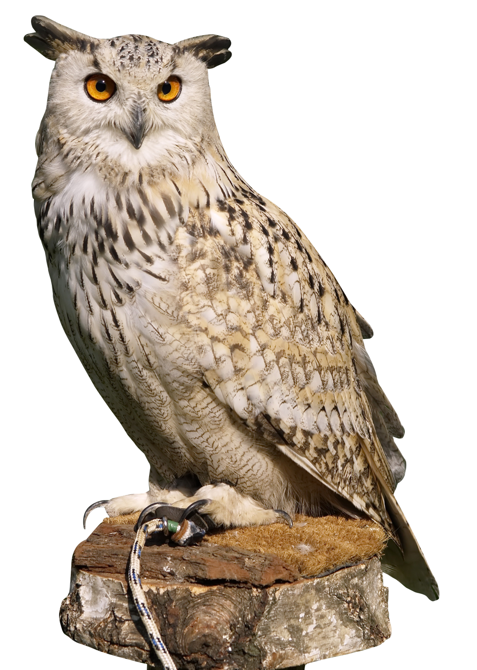 Eagle Owl Png Transparent Image - Owl, Transparent background PNG HD thumbnail