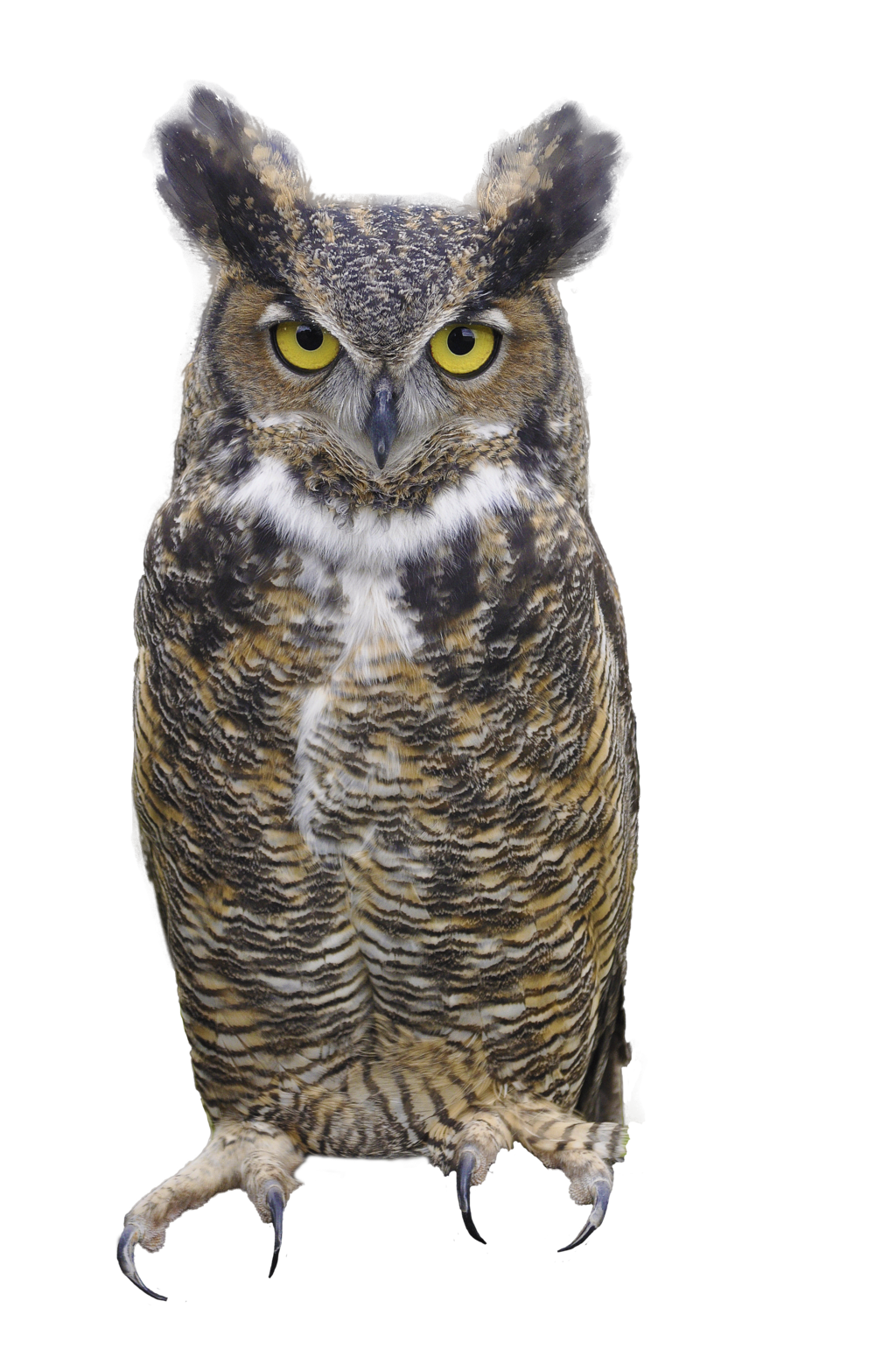 Owl Picture Png Image - Owl, Transparent background PNG HD thumbnail