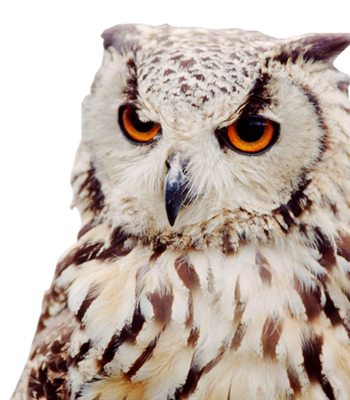 Owl Png - Owl, Transparent background PNG HD thumbnail