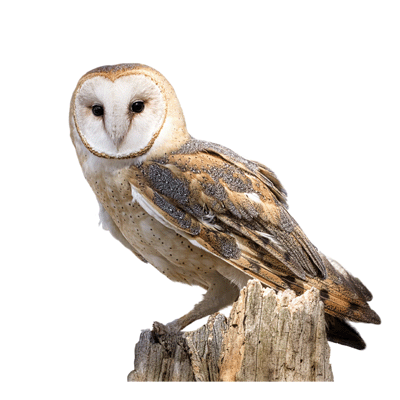 Owl Png - Owl, Transparent background PNG HD thumbnail