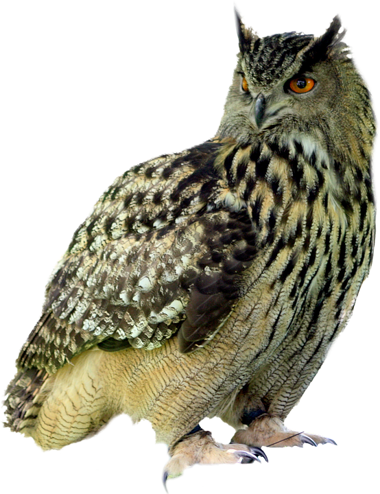 Eagle Owl PNG Transparent Ima