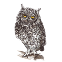 Owl Png Pic Png Image - Owl, Transparent background PNG HD thumbnail