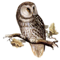 Owl Png Png Image - Owl, Transparent background PNG HD thumbnail